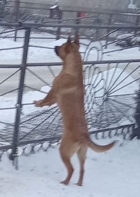 Owczarek belgijski malinos, mieszaniec