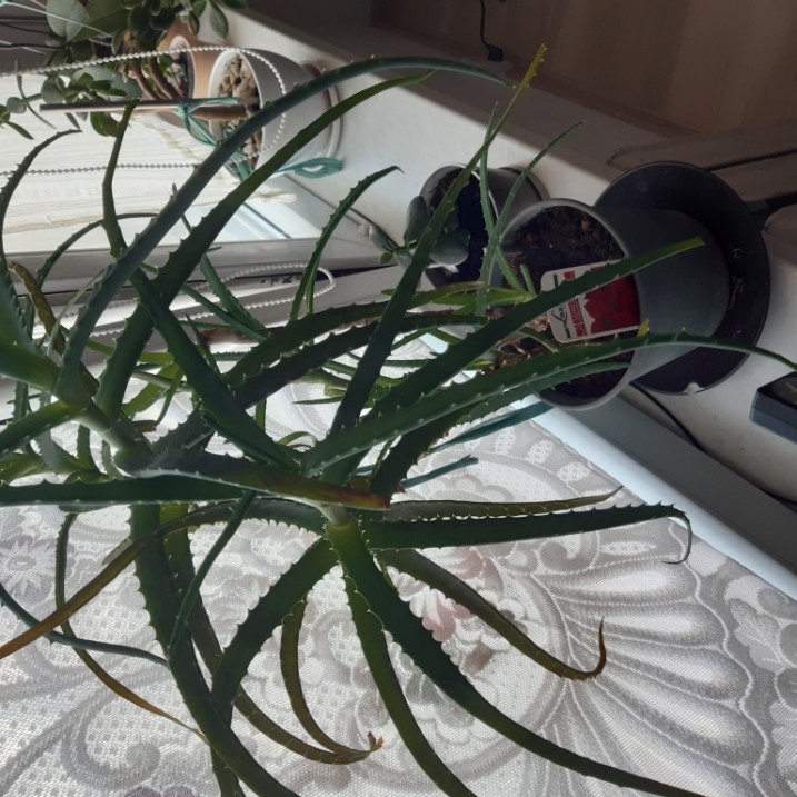 Aloes drzewiasty duży