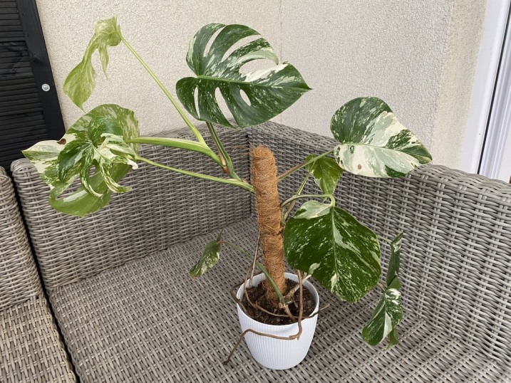 Monstera Deliciosa Variegata