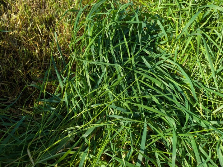 Bele sianokiszoni lucerny dla krow mlecznych