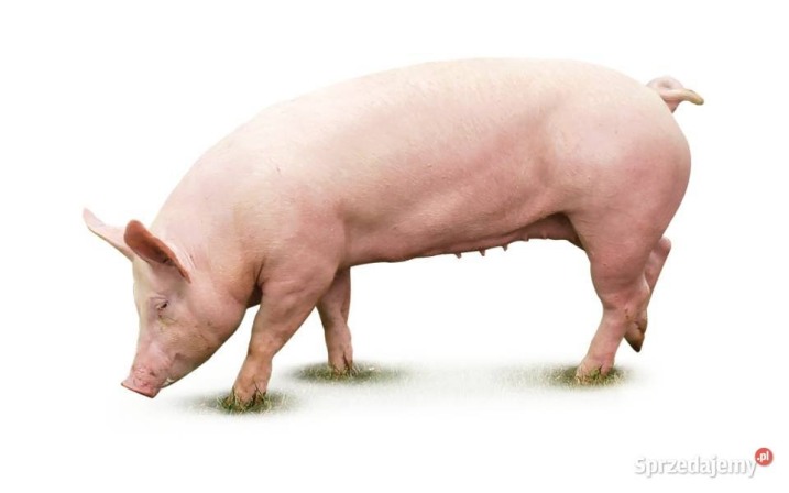 sprzedam prosiaki i tucznika