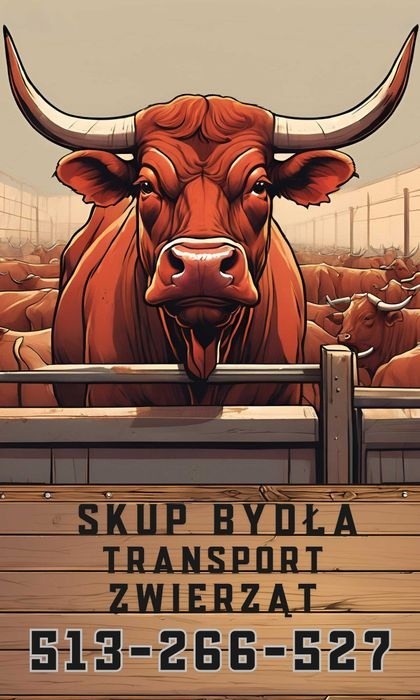 Skup Bydła Transport Zwierząt