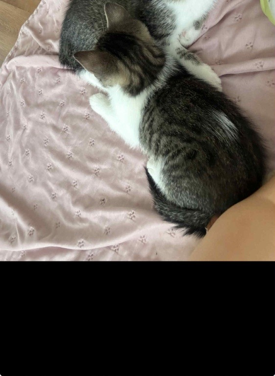 zagineła 6 miesieczna kotka o imieniu goniuś