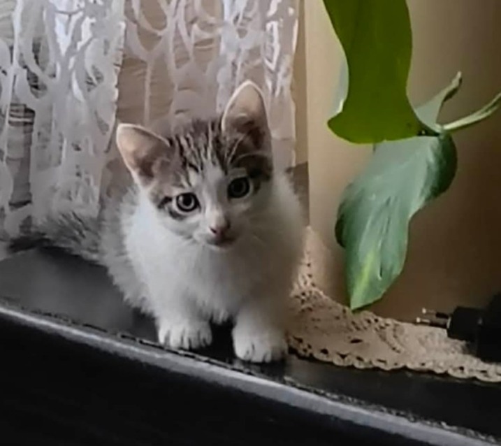 Oddam