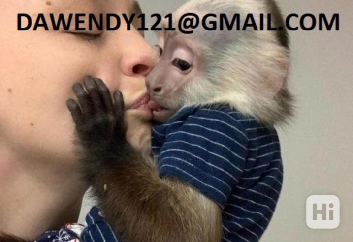 Przyjazne młode kapucynki gotowe do sprzedaży...