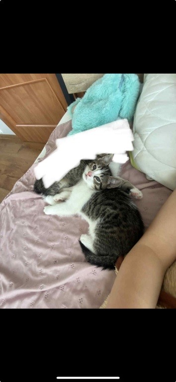 zagineła 6 miesieczna kotka o imieniu goniuś