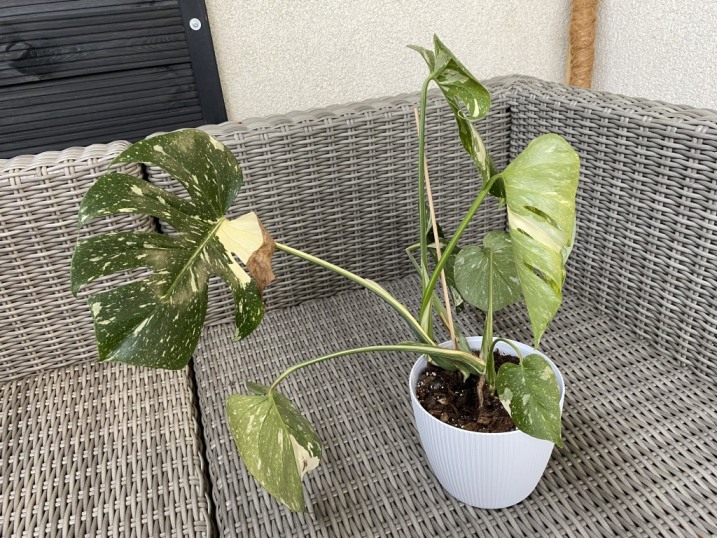 Monstera Thai Constellation