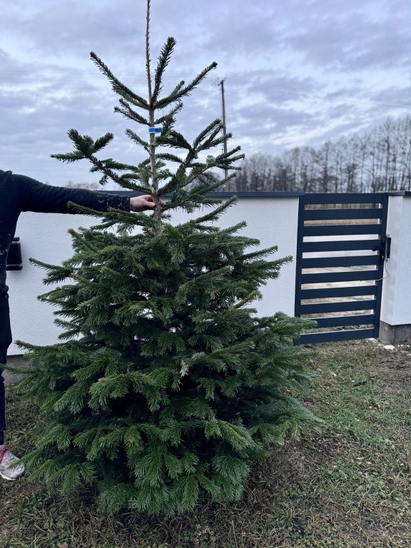 Sprzedam choinki świąteczne – jodła kaukaska