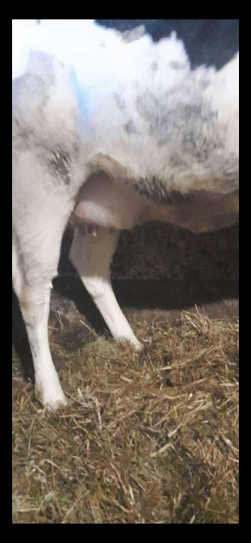 Sprzedam jałówkę wysokocielną