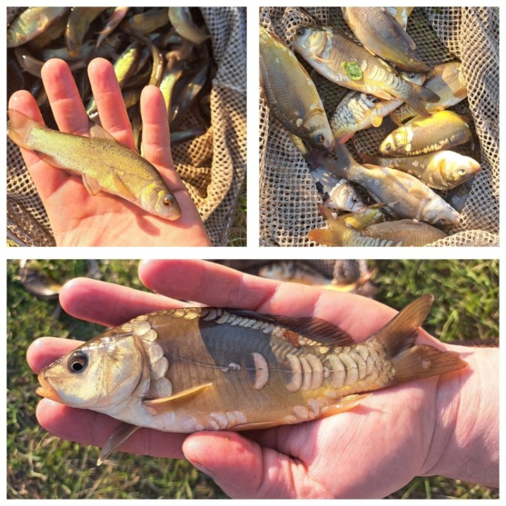 Narybek karpia i lina