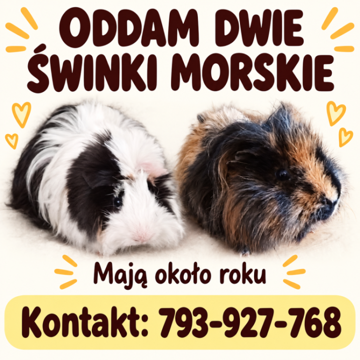 Oddam dwie świnki morskie