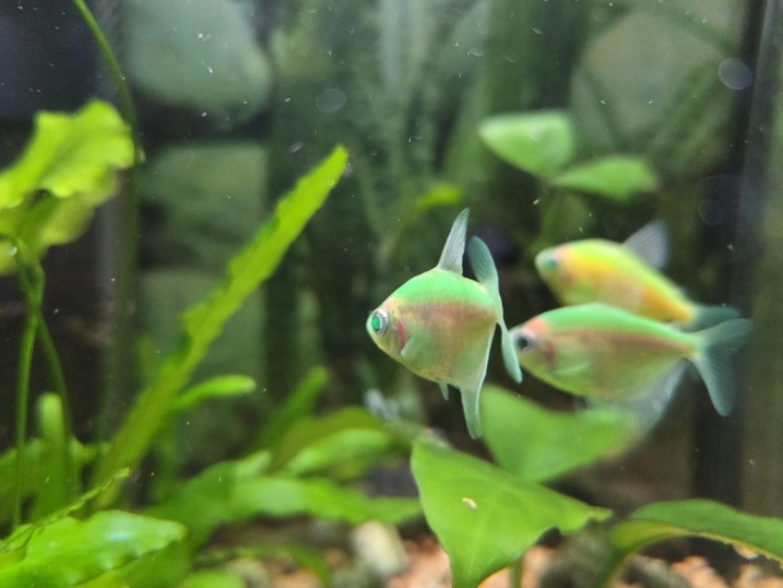 Rybki Tetra Color