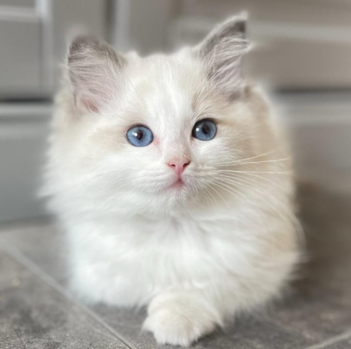 Kocięta Ragdoll do adopcji