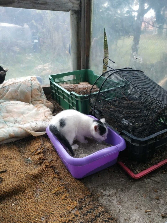 Koty potrzebują ciepłego kąta