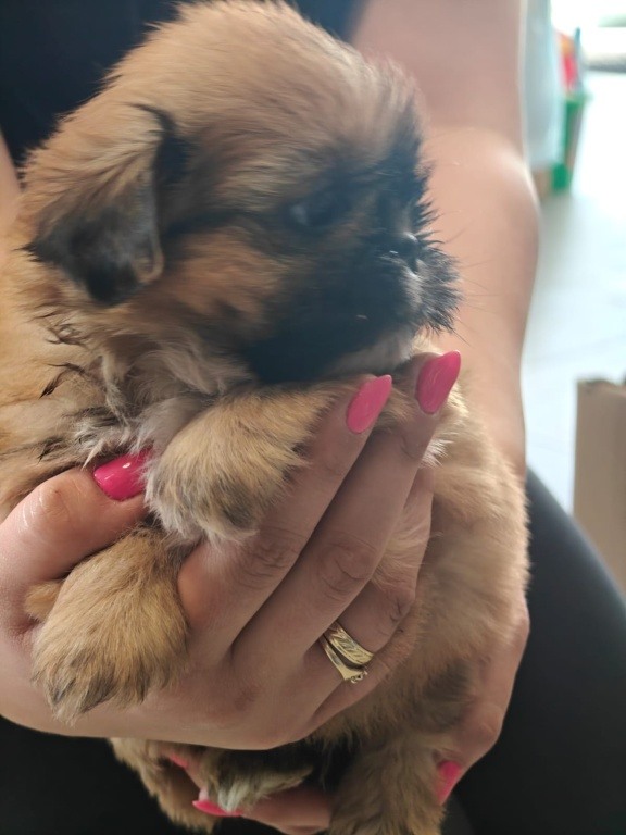 Shihtzu