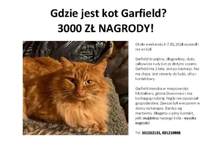 Szukamy Garfielda i Boba