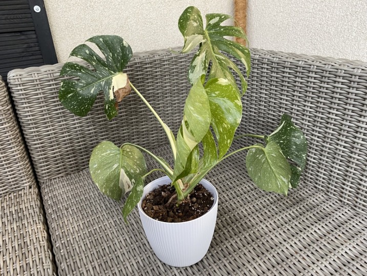 Monstera Thai Constellation