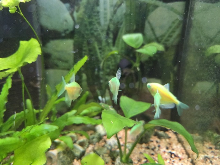 Rybki Tetra Color