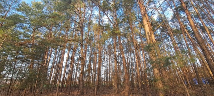 Sprzedam las 5,63 ha w Przytułach Starych