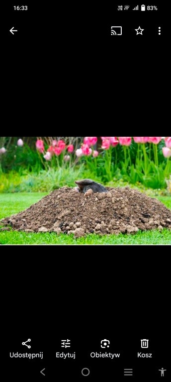 Krety skutecznie zwalczam