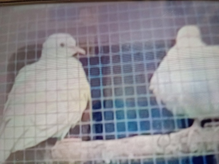Białe młode cukrówki kupię