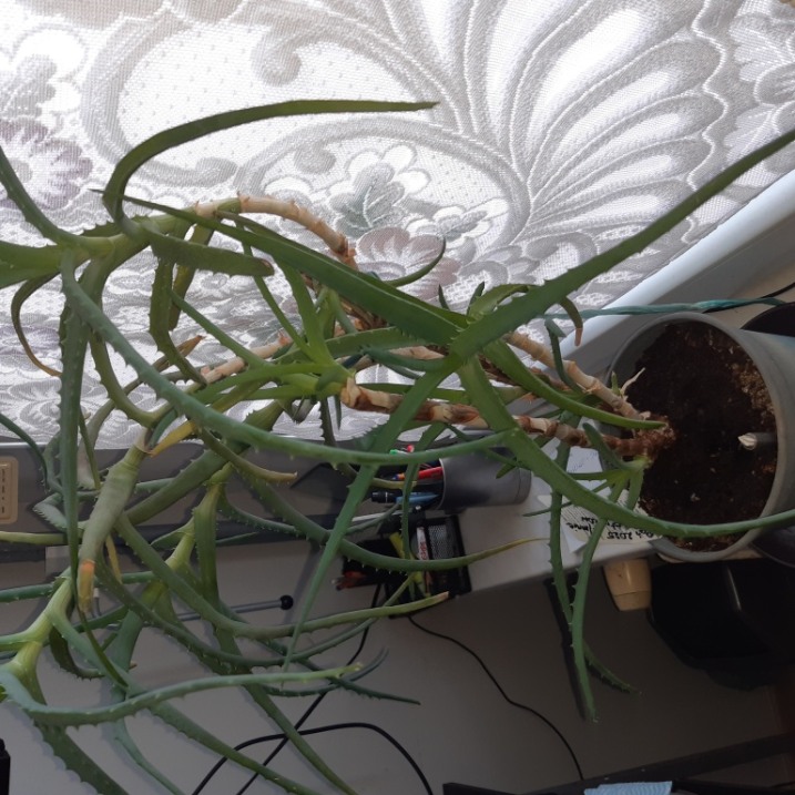 Aloes drzewiasty duży