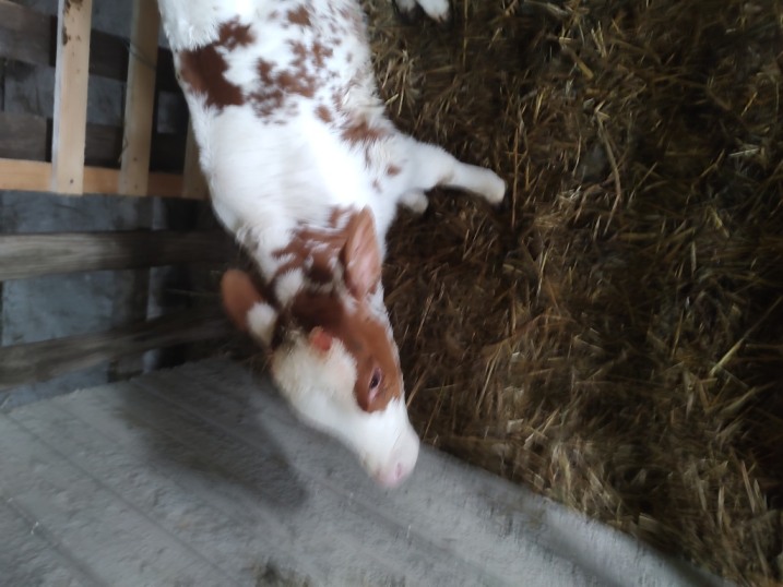 Dekornizacja Cieląt