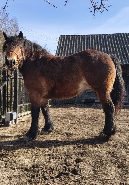 Sprzedam klacz sztumską