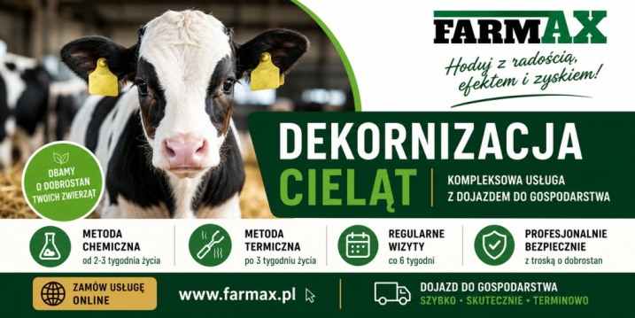 Dekornizacja Cieląt (usuwanie zalążków rogów u cieląt)