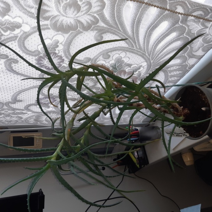 Aloes drzewiasty duży