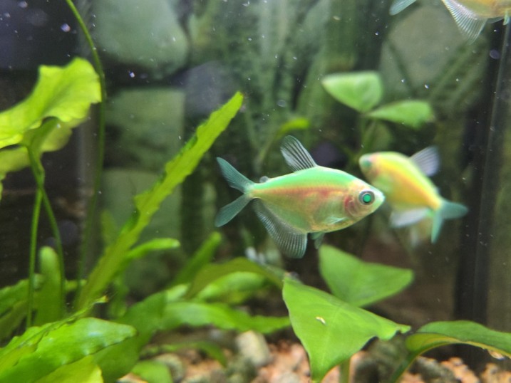 Rybki Tetra Color