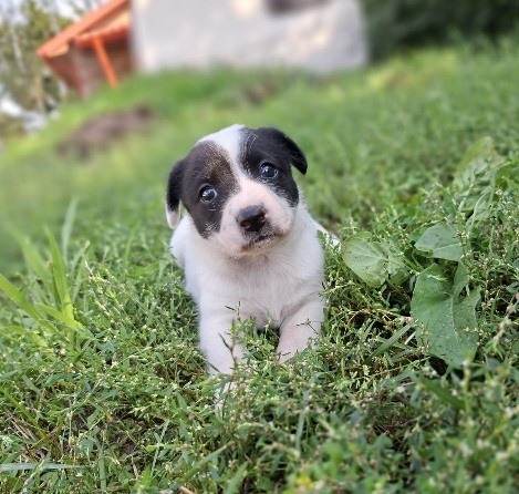 Oddam szczenięta mama Łajka ros-europejska