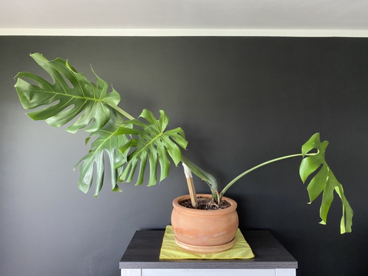 Monstera Deliciosa Big Form