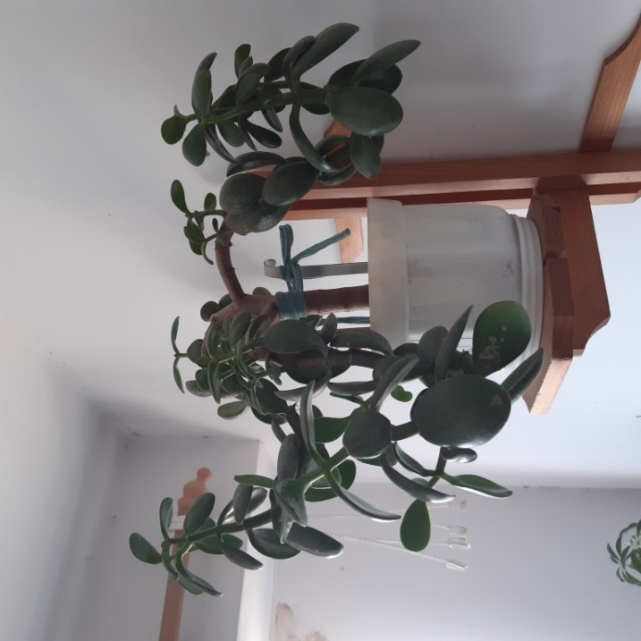 Drzewko szczęścia lub Grubosz pospolity lub Crassula ovata, jak kto woli.