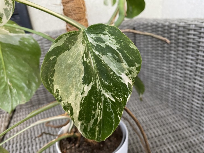 Monstera Deliciosa Variegata