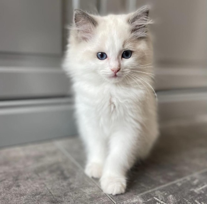 Kocięta Ragdoll do adopcji