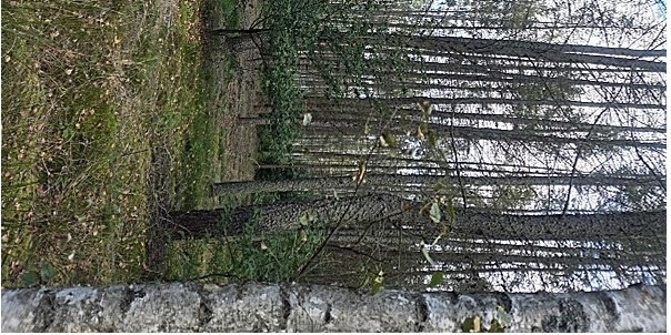 Baranowo - sprzedam działkę leśną rolną nr1159 pow.1.53ha