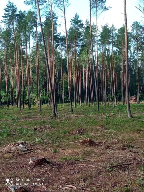 Sprzedam działki leśne Kamianka