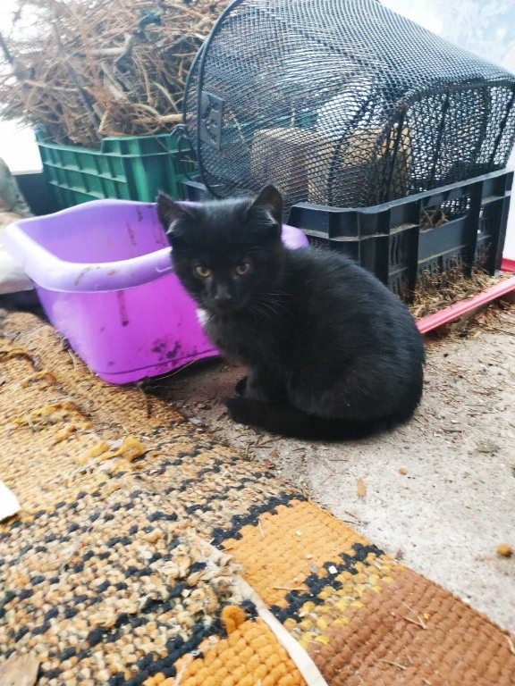 Koty potrzebują ciepłego kąta