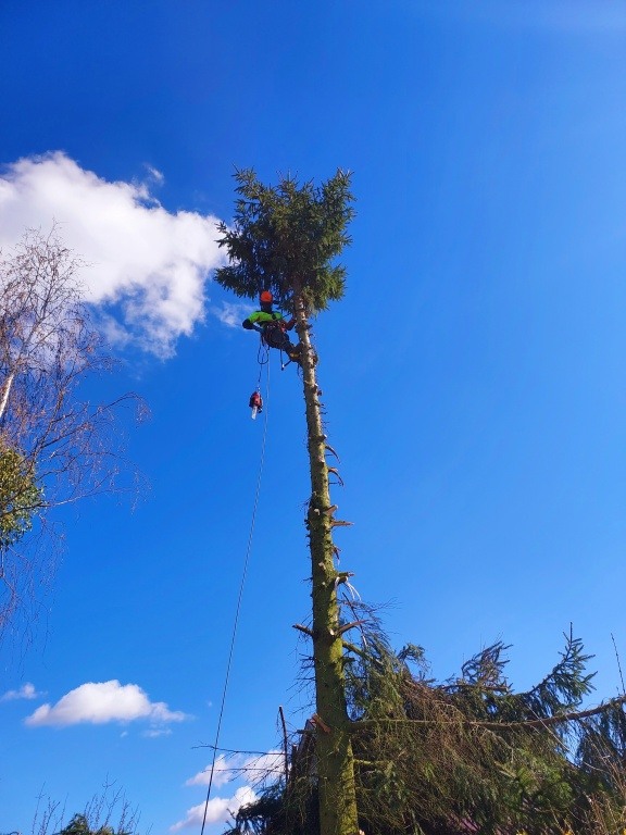 WYCINKA DRZEW Z PODNOŚNIKA, ALPINISTYKA, PRACE PORZĄDKOWE