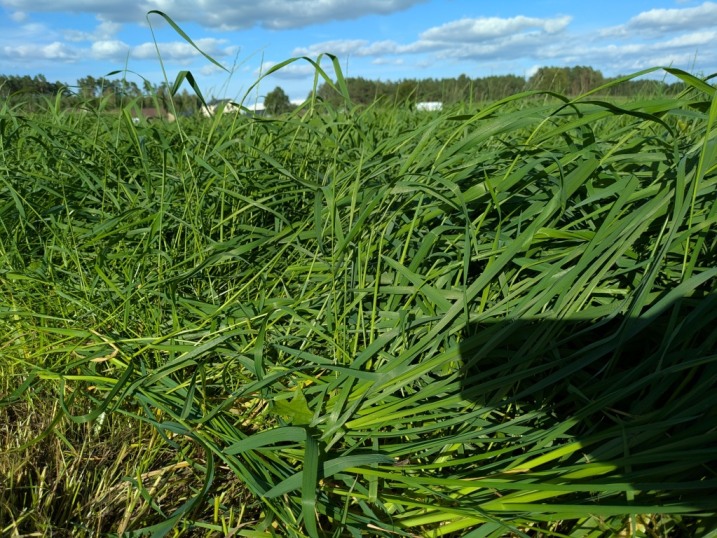 Bele sianokiszoni lucerny dla krow mlecznych