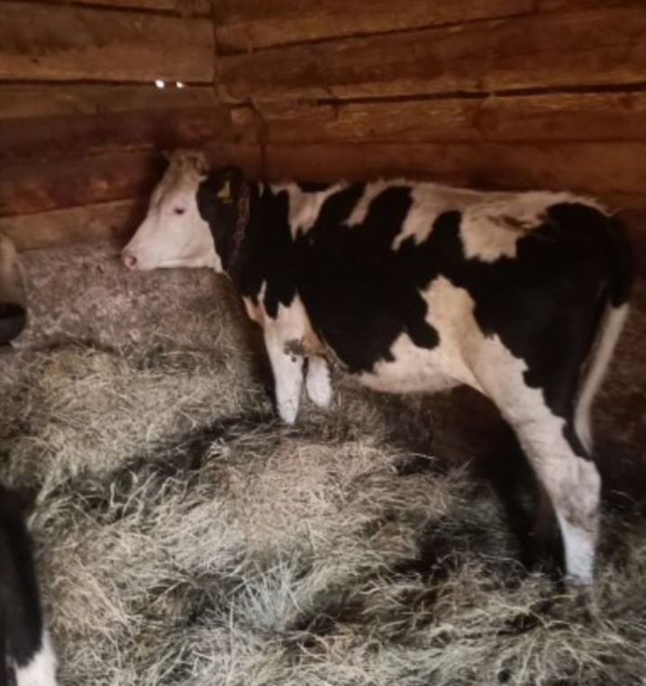 JAŁÓWKI POD ZACIELENIE