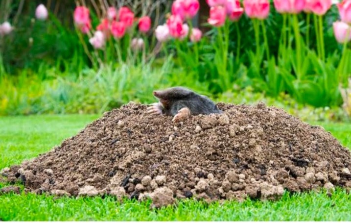 Krety skutecznie zwalczam