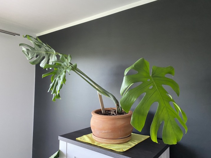 Monstera Deliciosa Big Form