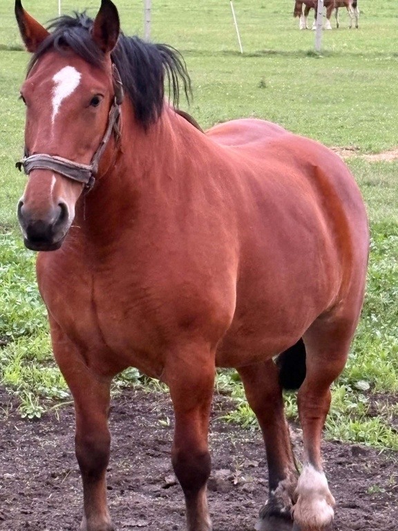 Sprzedam spokojna Klacz