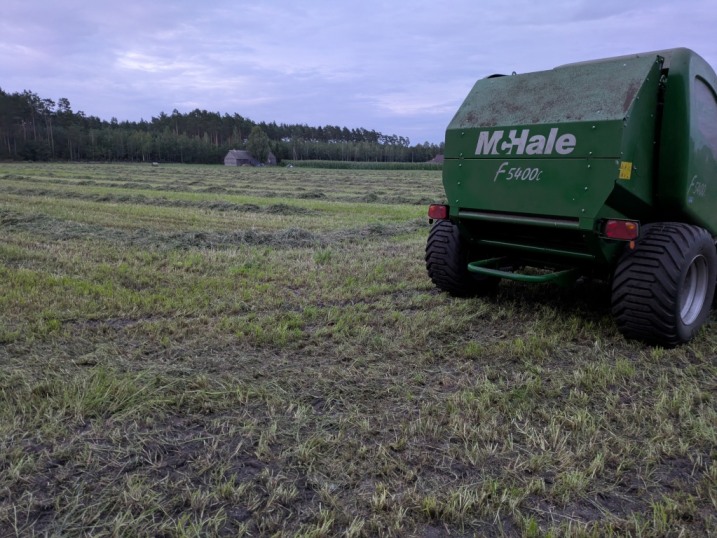 Bele sianokiszoni lucerny dla krow mlecznych