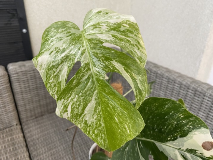 Monstera Deliciosa Variegata