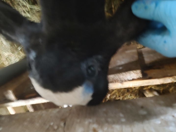 Dekornizacja Cieląt