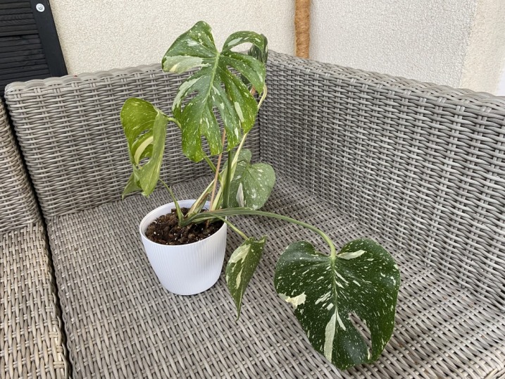 Monstera Thai Constellation